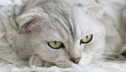 爱游戏体育-赛程密集导致伤病高发是否影响排名波动趋势