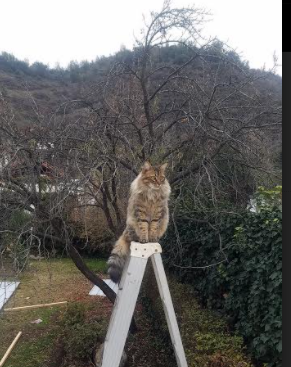 高校体育教师数字教学能力培养策略与实践，数字体育课