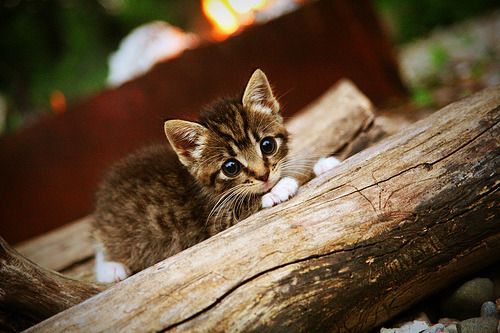 “2025世界运动会：简阳文体中心篮球赛成明星球员的竞技舞台”